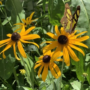 Fundraising Page: Erin Barrett